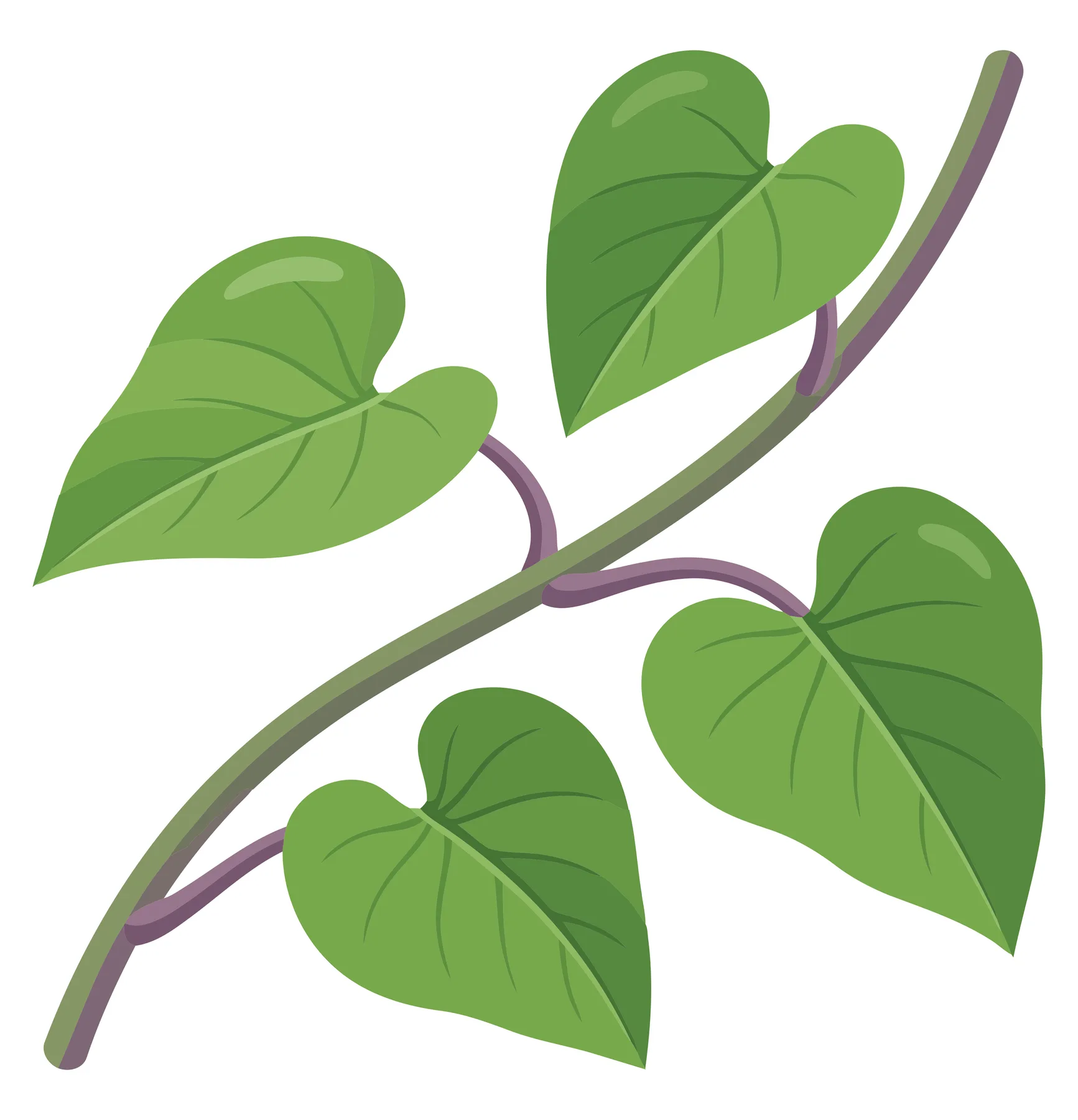 illustration of a green vine branch with heartshaped leaves isolated on white background