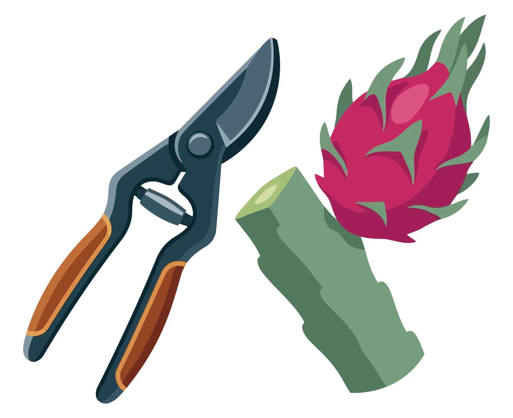 illustration of a pair of garden pruning shears next to a freshly cut dragon fruit stem with a ripe pitaya fruit attached, gardening and har
