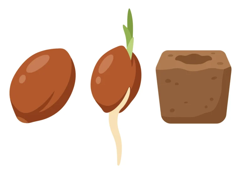 illustration of a seed germinating with a root and sprout, alongside a soil cube isolated on white background