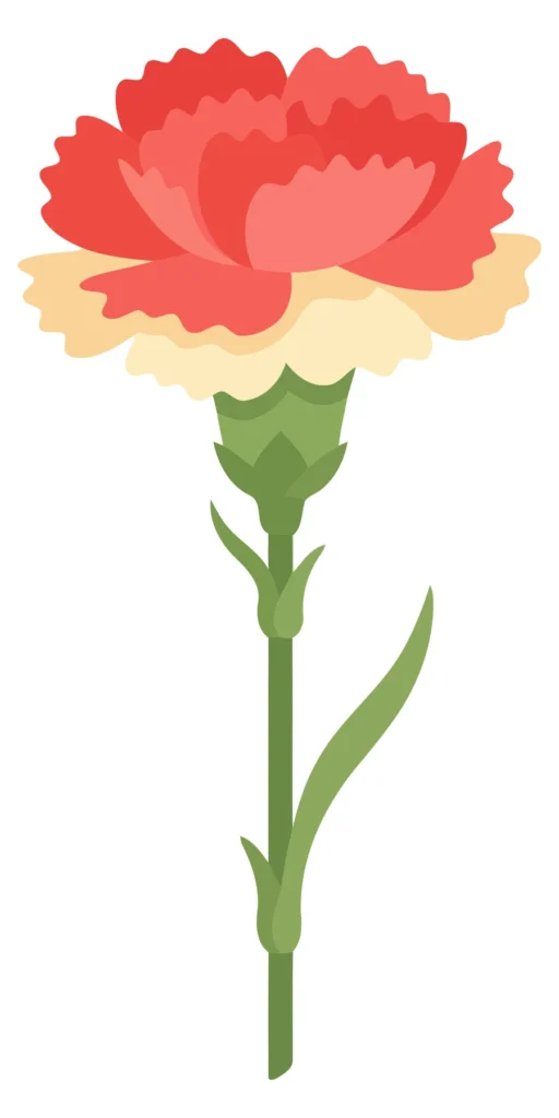 illustration of a single carnation flower with a red and cream bloom on a green stem