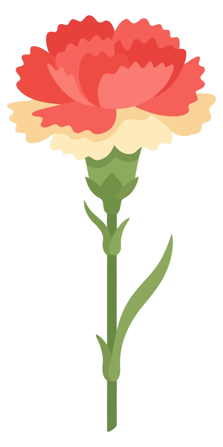 illustration of a single carnation flower with a red and cream bloom on a green stem