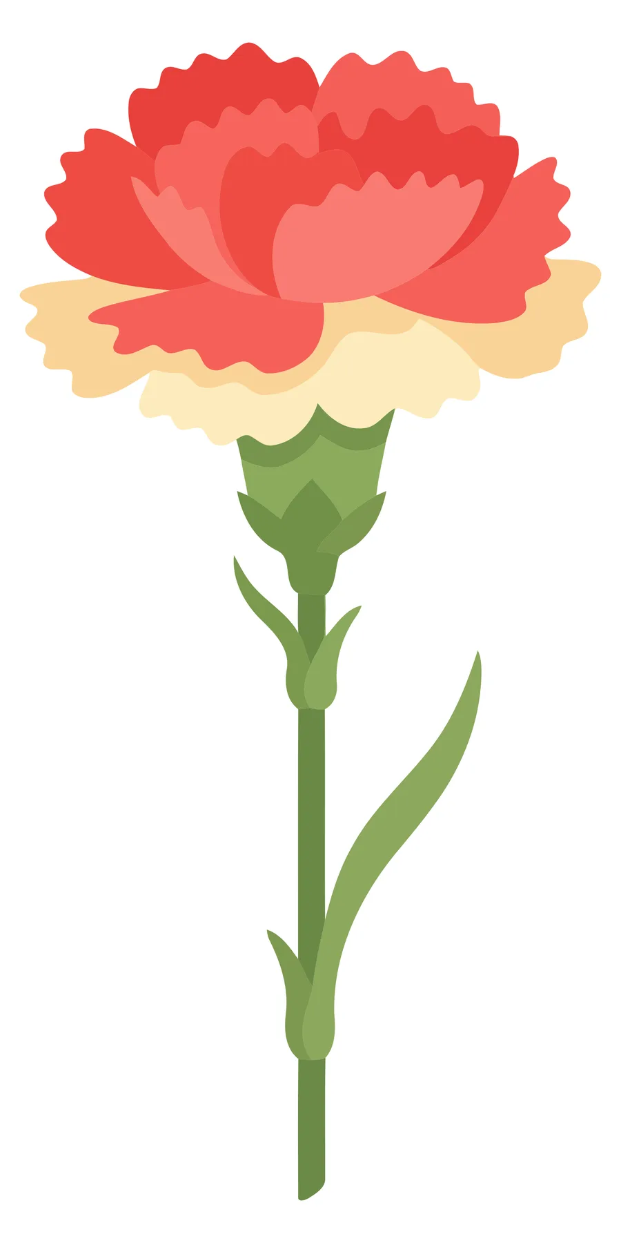 Red and Cream Carnation Flower Vector Illustration