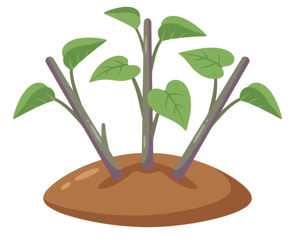 Small Plant with Heart-Shaped Leaves Growing in Soil illustration of a small plant with three stems and green heartshaped leaves growing out of a mound of brown soil
