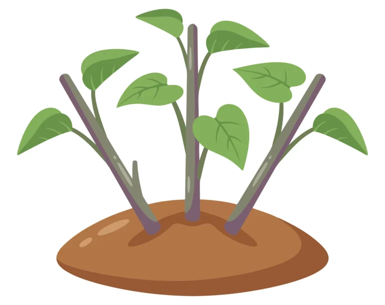 illustration of a small plant with three stems and green heartshaped leaves growing out of a mound of brown soil