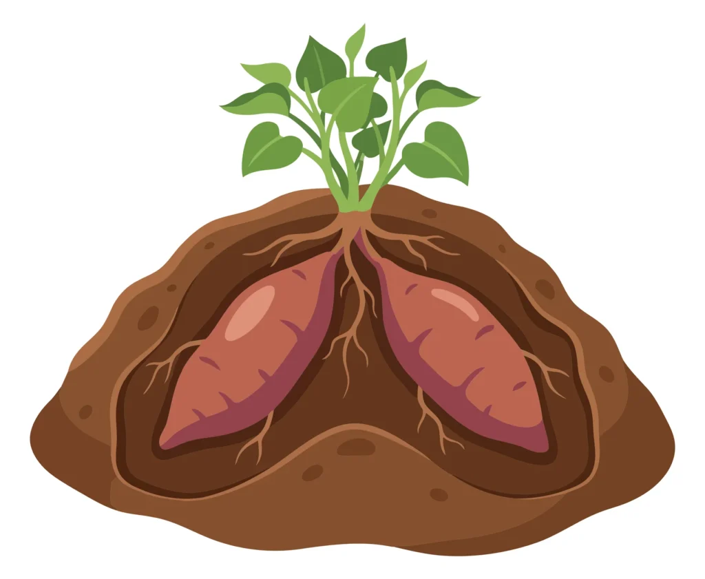 illustration of a sweet potato plant growing in the soil with two large tubers underground