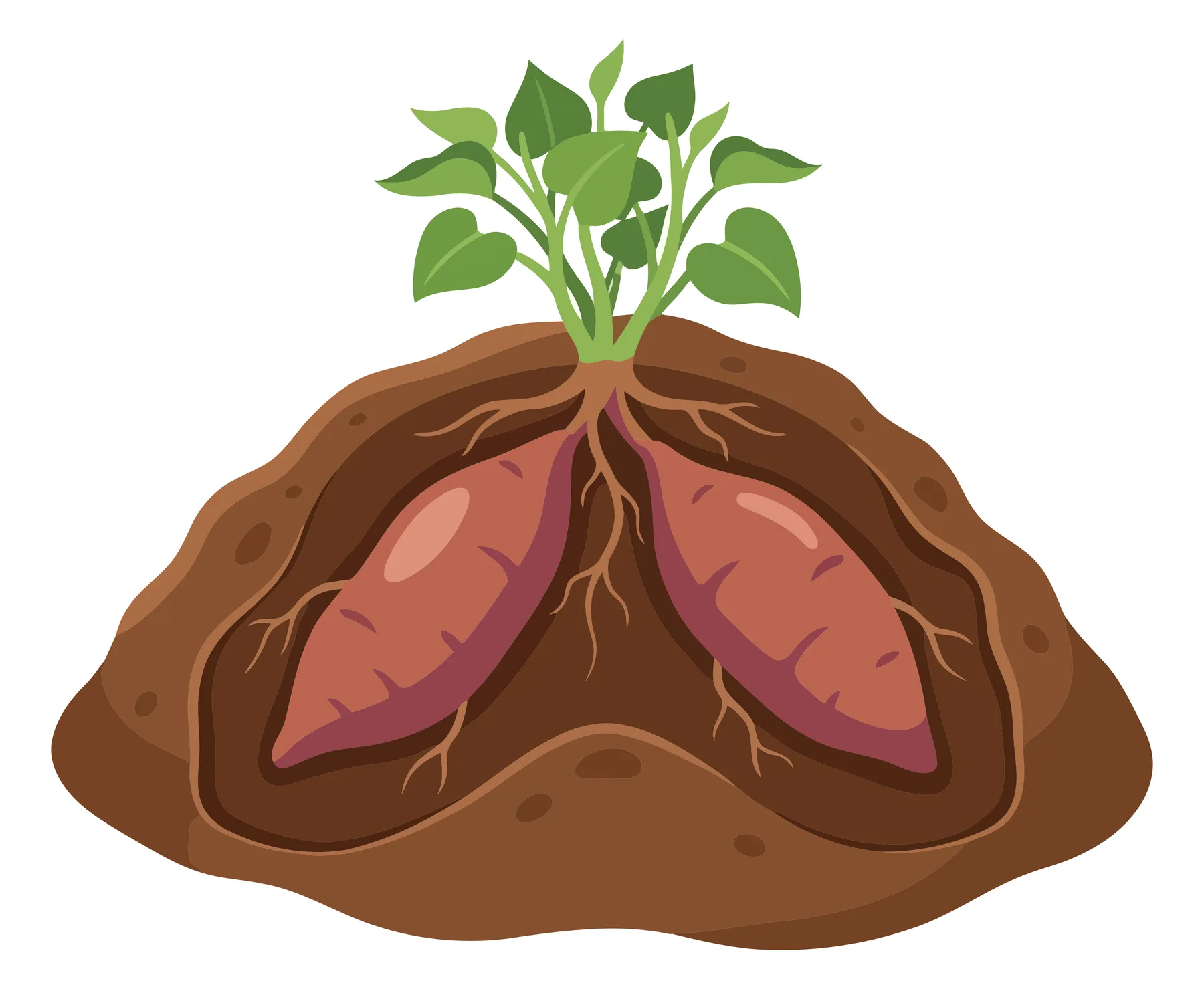 illustration of a sweet potato plant growing in the soil with two large tubers underground