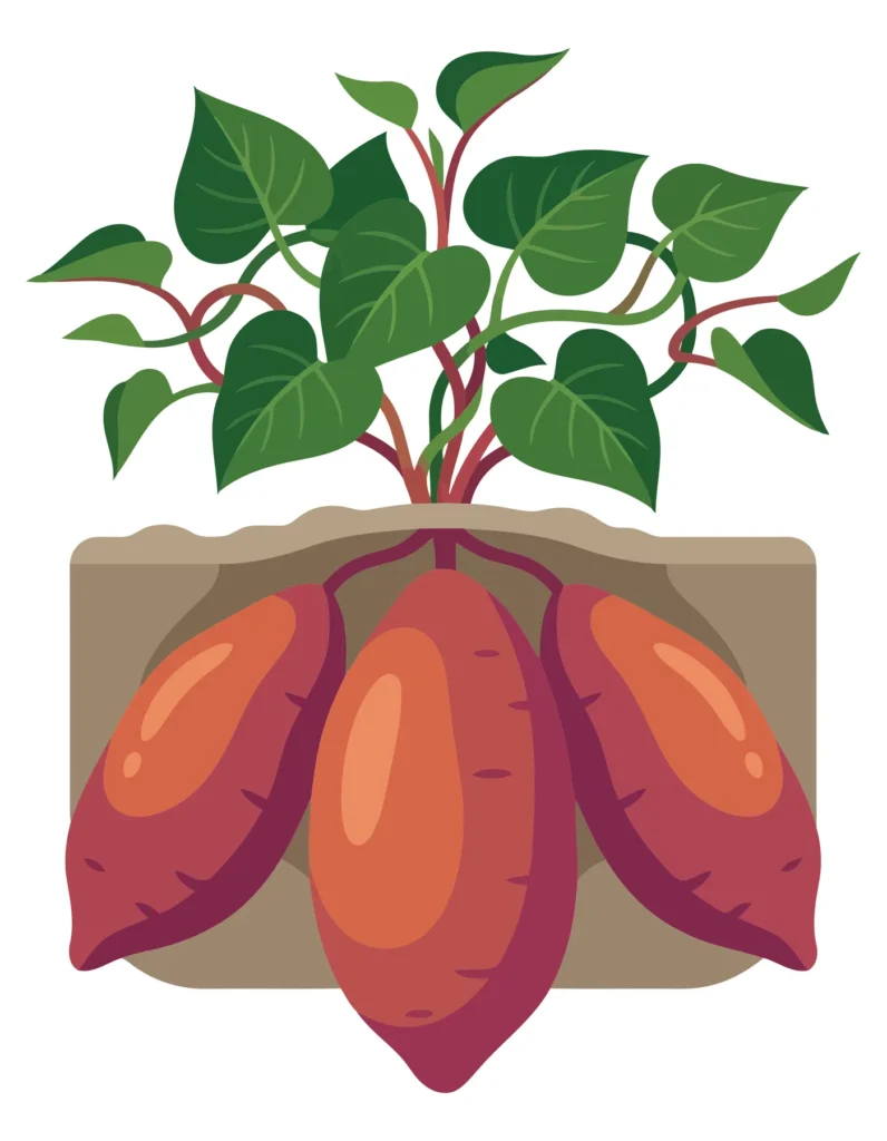 illustration of a sweet potato plant with green leaves and three large orange tubers growing underground in the soil, vector graphic design