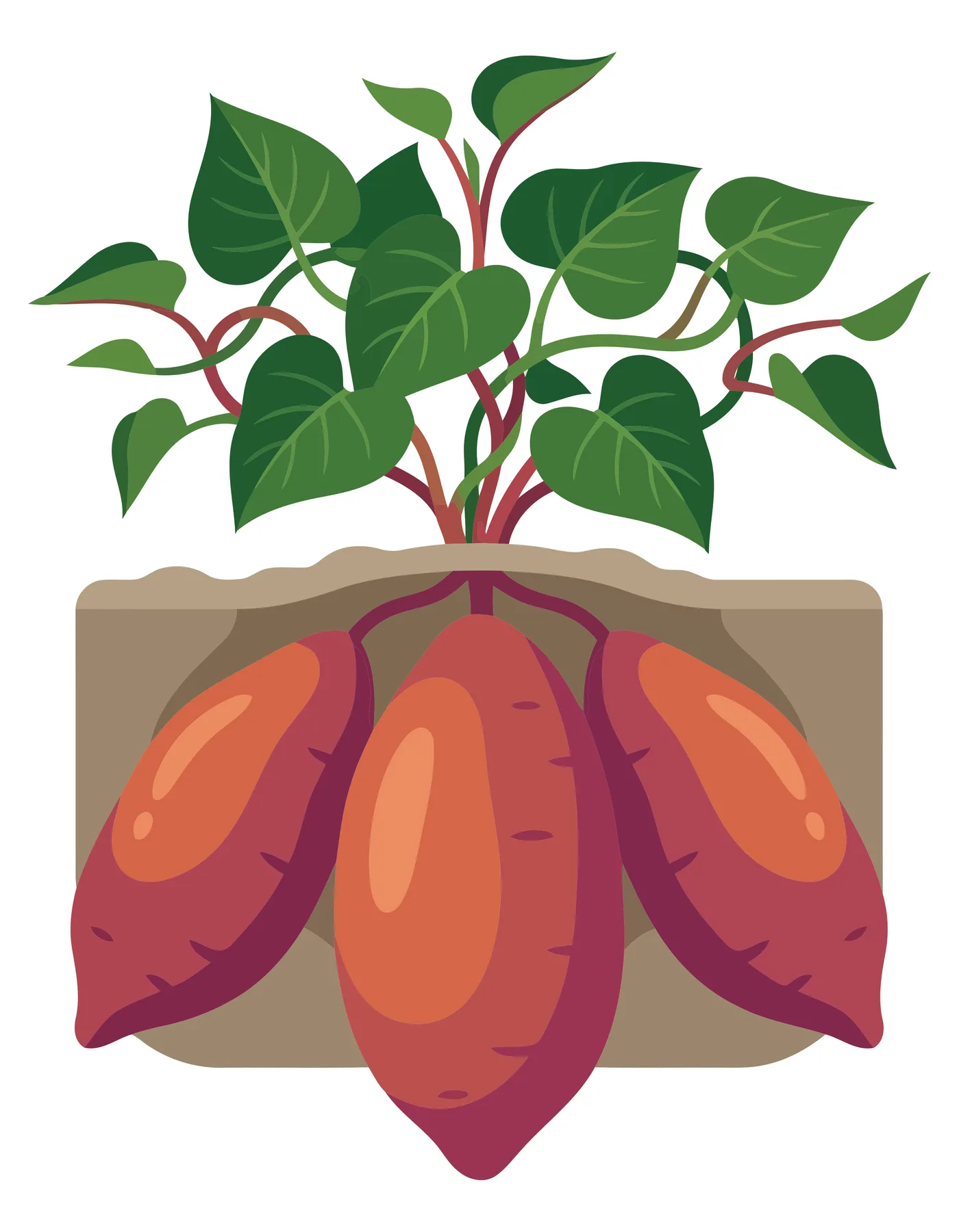 illustration of a sweet potato plant with green leaves and three large orange tubers growing underground in the soil, vector graphic design