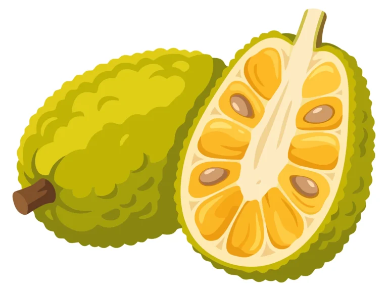 illustration of a whole and a halved jackfruit showing the yellow fleshy bulbs and seeds inside, isolated on white background