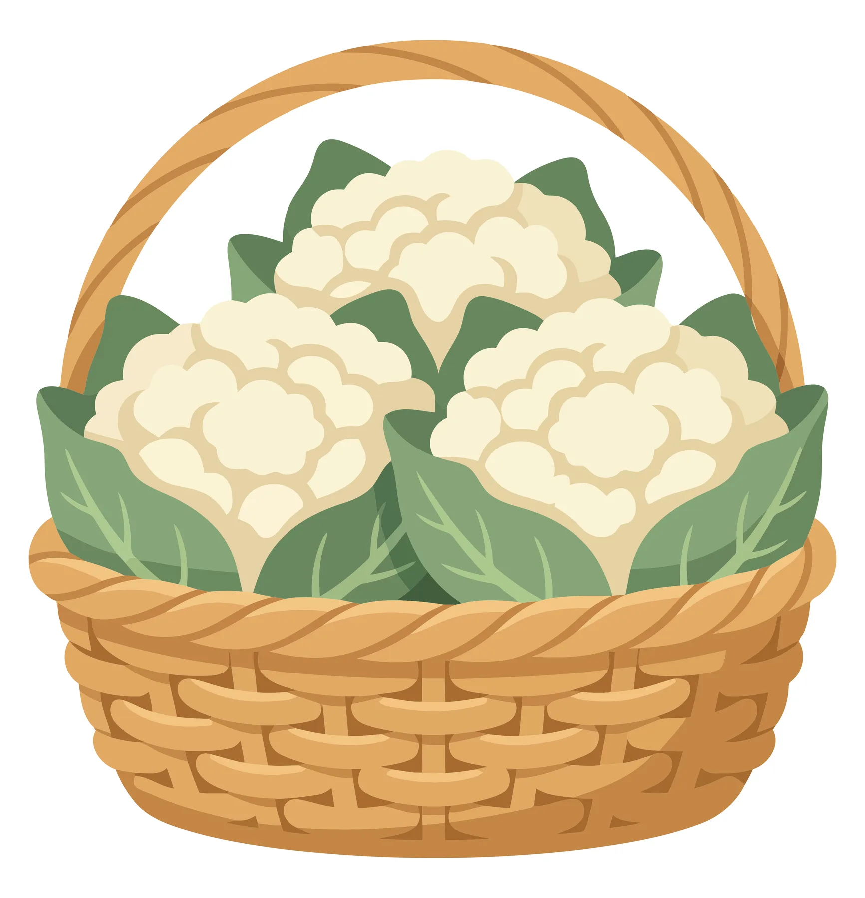 illustration of a woven basket filled with three fresh heads of cauliflower with green leaves