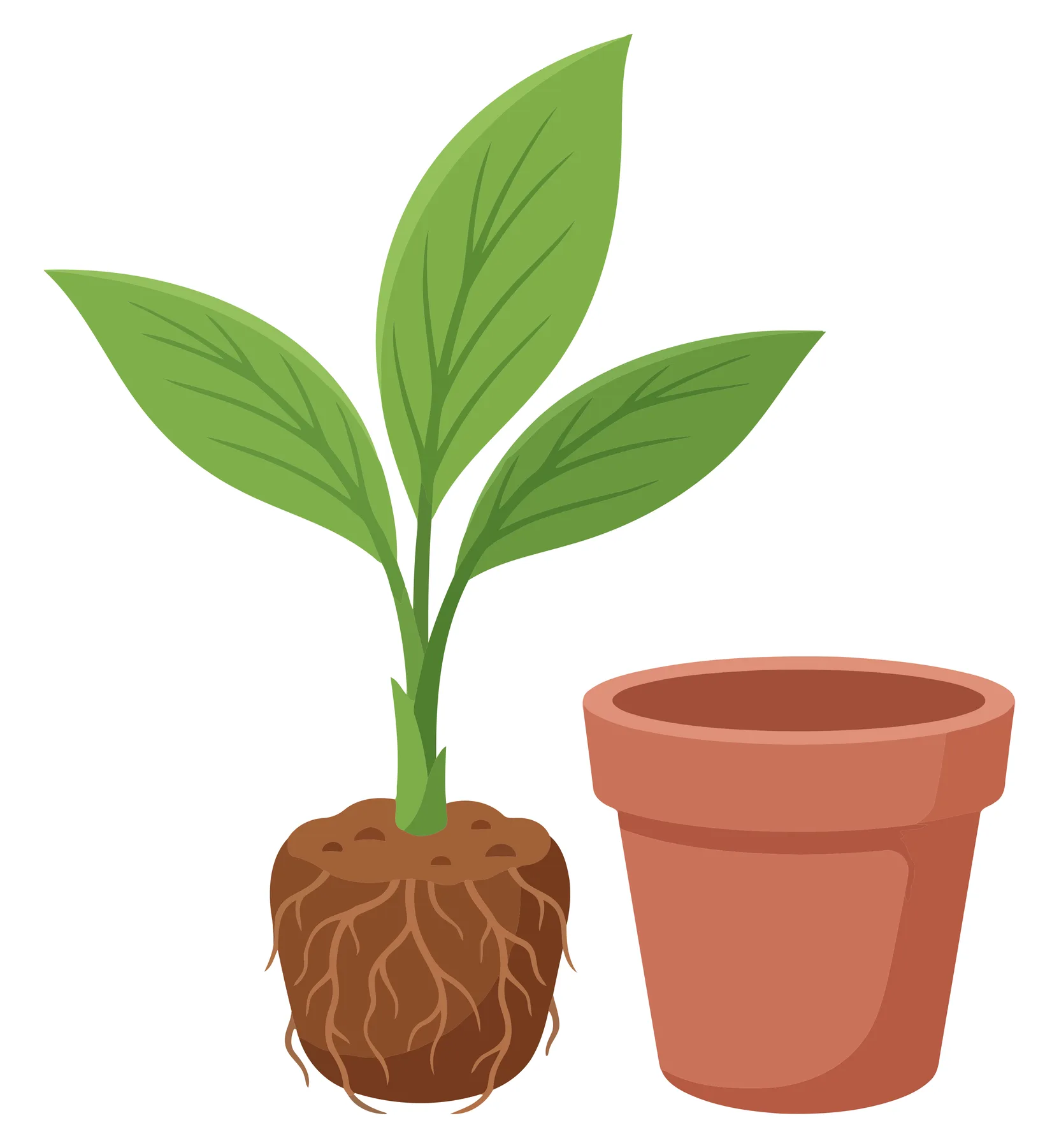 illustration of a young green plant with exposed roots and a terracotta flowerpot isolated on white background