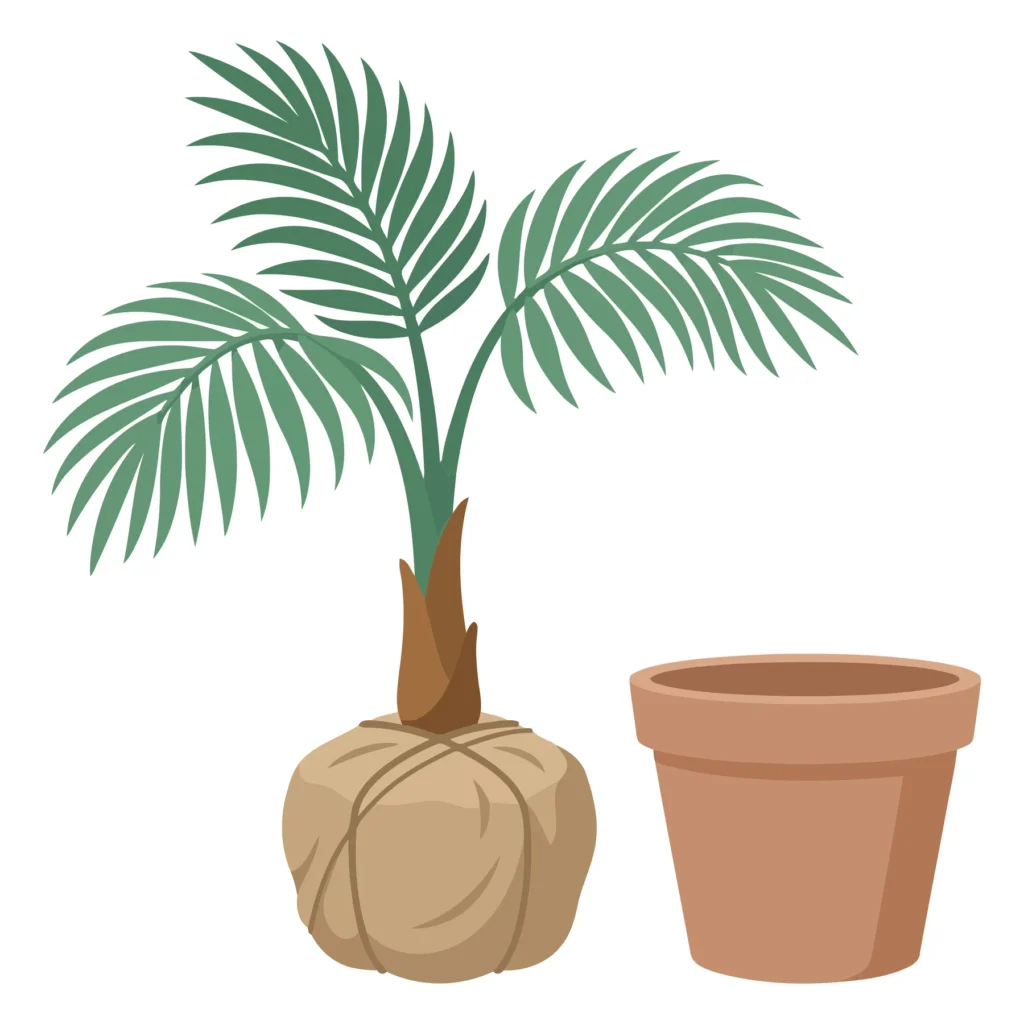 illustration of a young palm tree with a root ball and an empty flowerpot isolated on white background