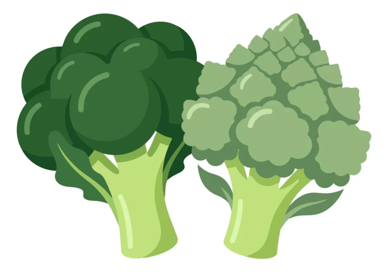 illustration of fresh broccoli and romanesco broccoli vegetables isolated on white background