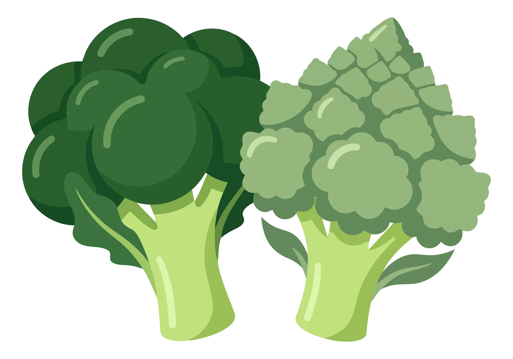 illustration of fresh broccoli and romanesco broccoli vegetables isolated on white background