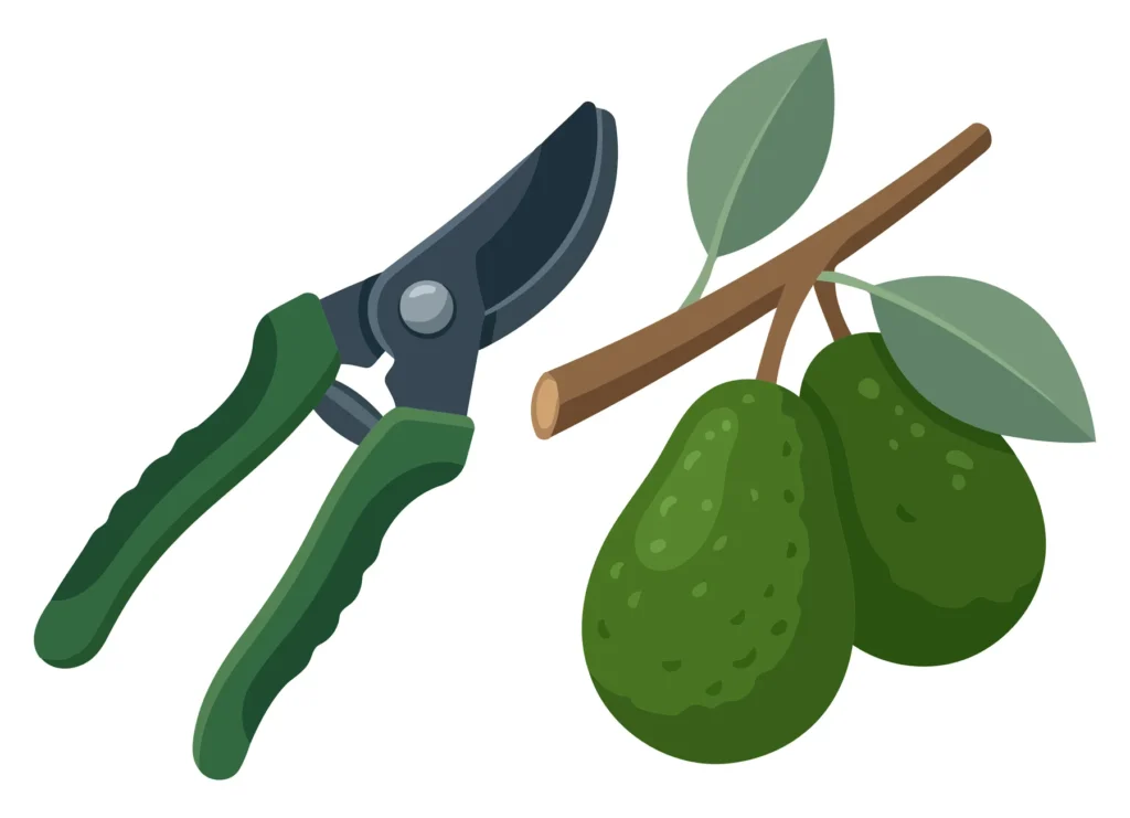 illustration of garden pruning shears next to a branch with two fresh green avocados and leaves