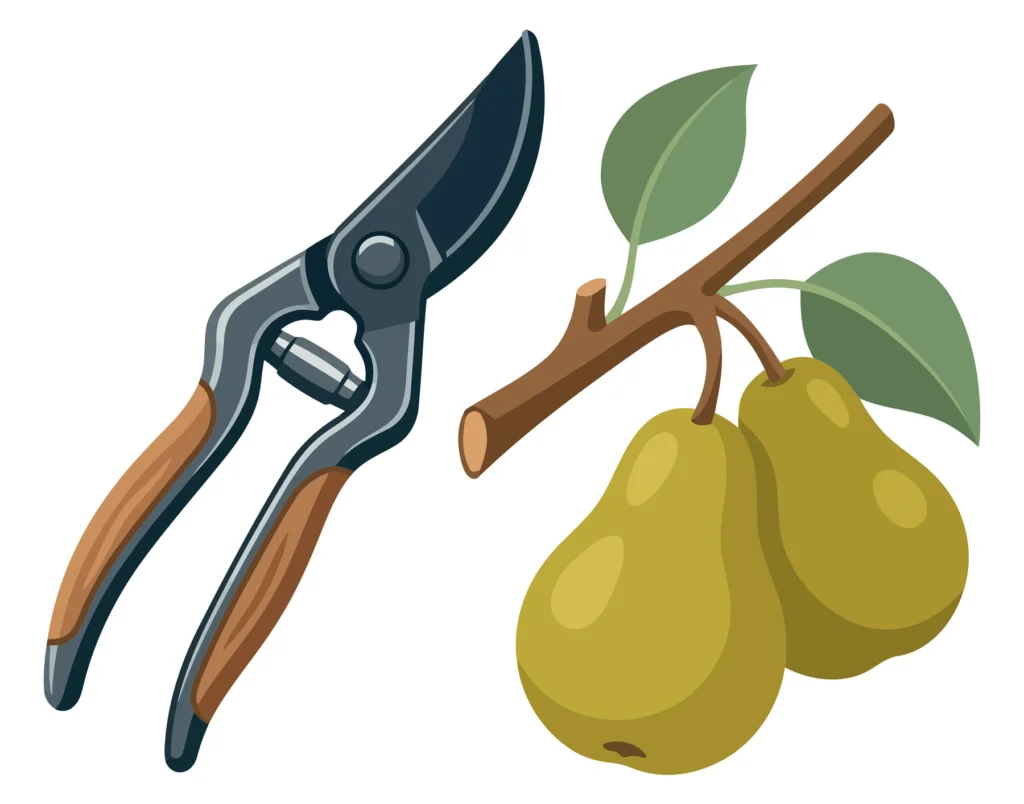 illustration of garden pruning shears next to a branch with two ripe pears and green leaves, representing harvesting, gardening, and fruit c