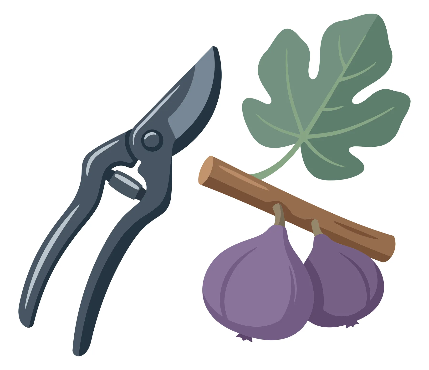illustration of garden shears with a fig branch featuring two ripe purple figs and a green leaf