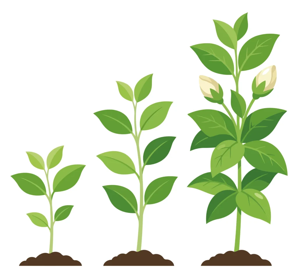 illustration of jasmine plant growth stages from sprout to flowering, isolated on white background