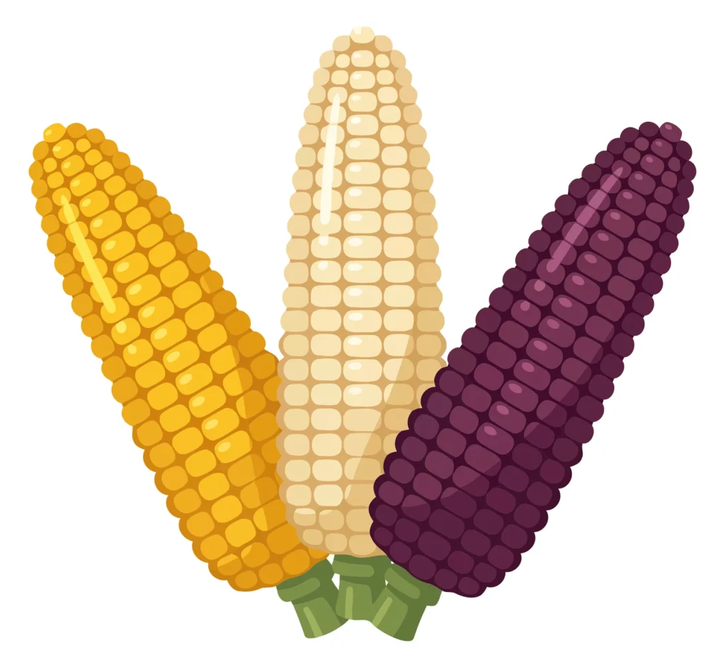 illustration of three ears of corn in different colors, including yellow, white, and purple varieties, arranged together as a harvest vegeta