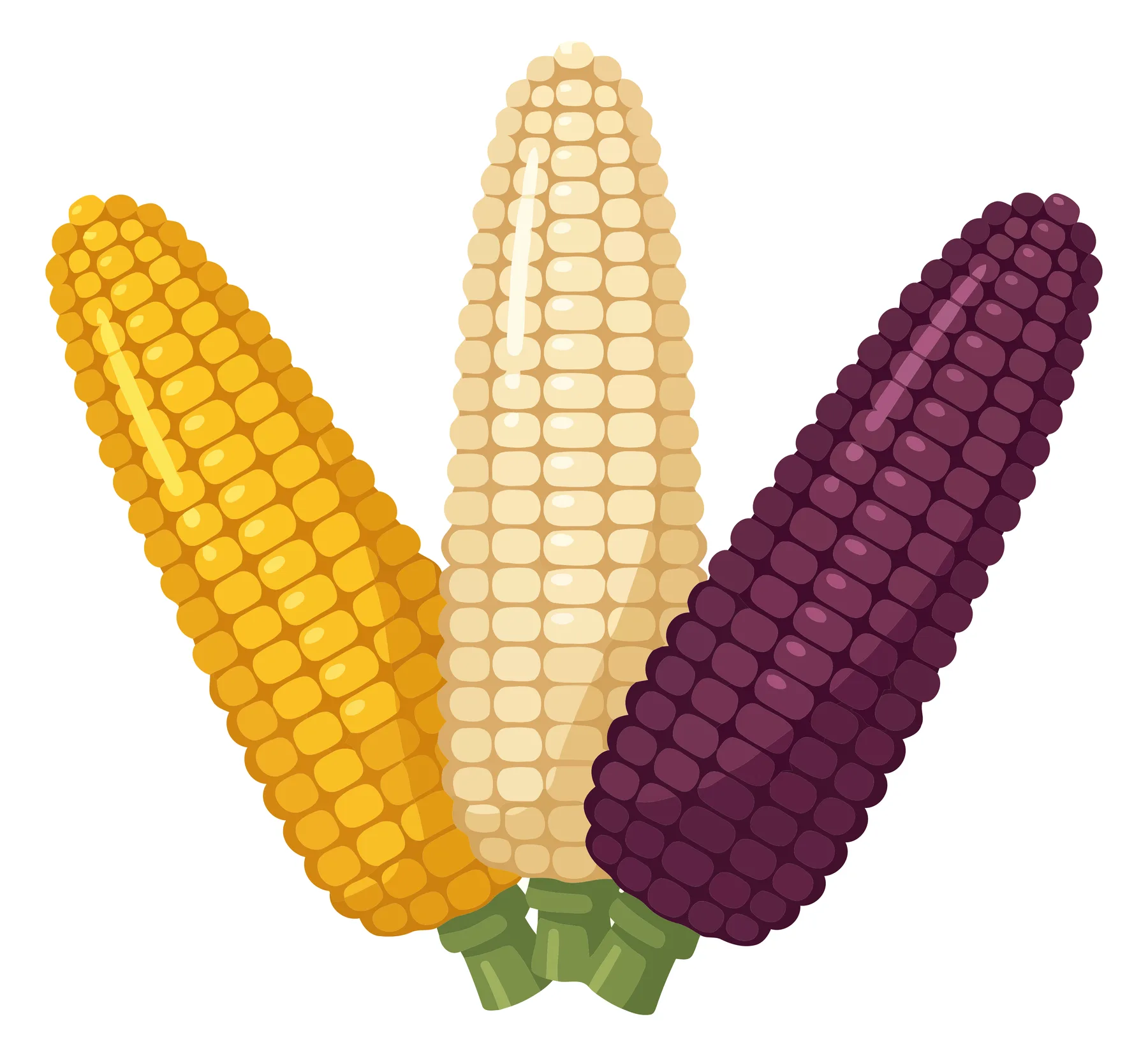 illustration of three ears of corn in different colors, including yellow, white, and purple varieties, arranged together as a harvest vegeta