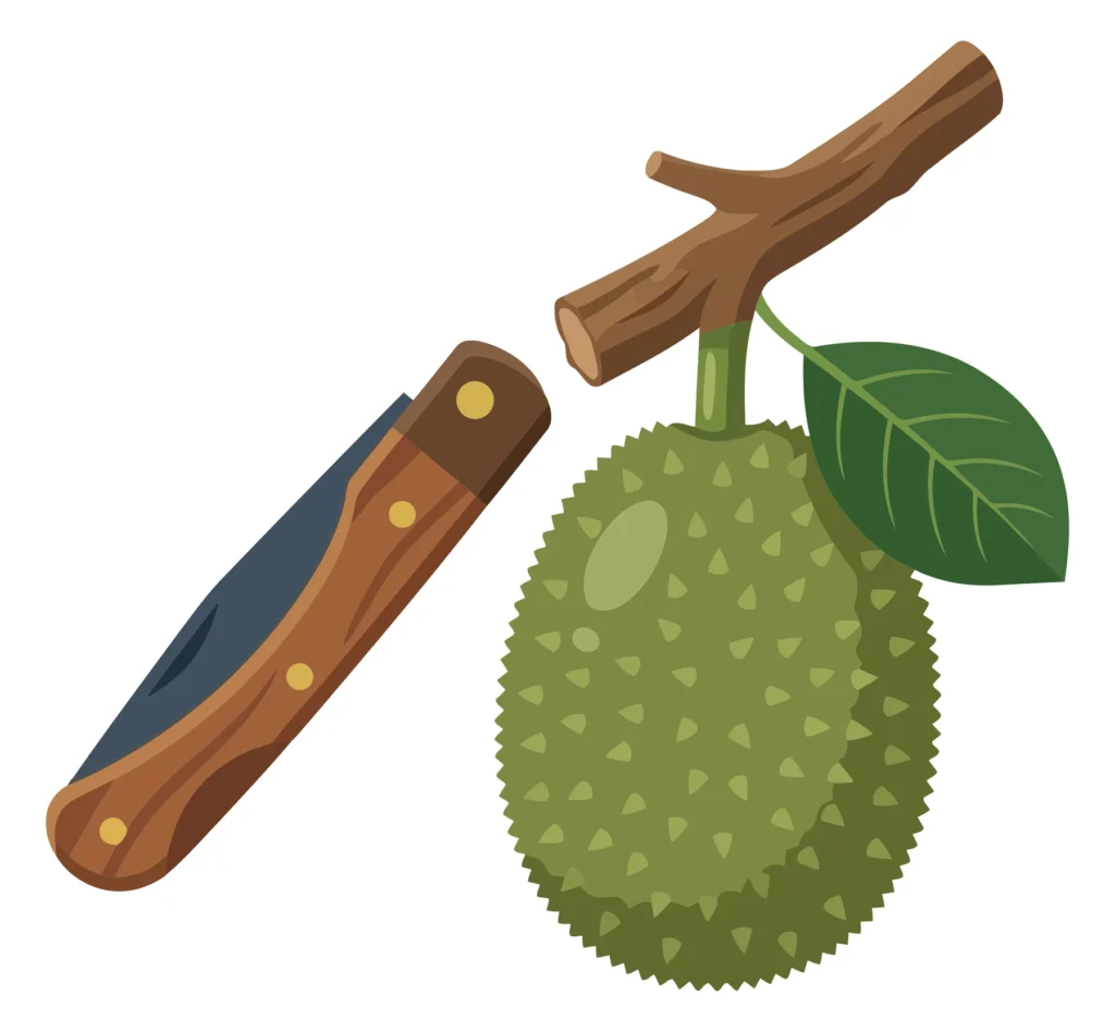 jackfruit hanging on a branch with a pocket knife