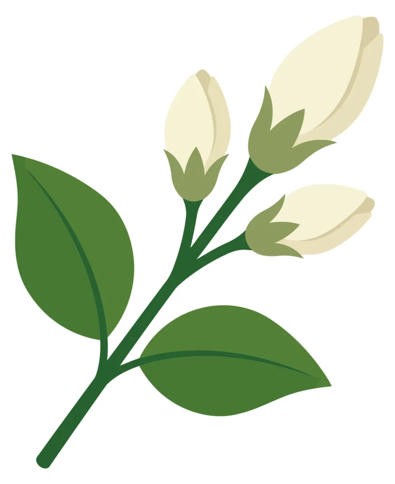 jasmine flower branch with white buds and green leaves isolated on white background