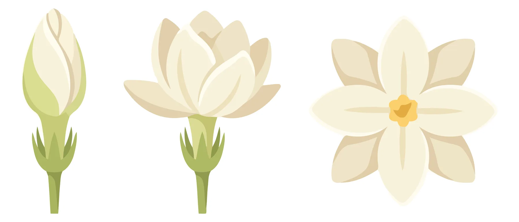 jasmine flower stages from closed bud to full bloom isolated on white background