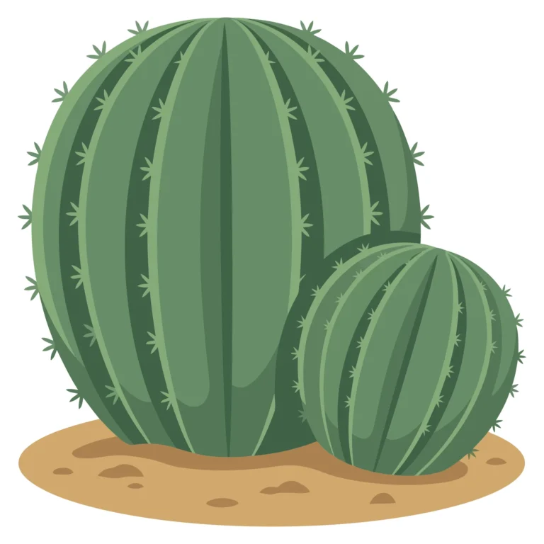 large and small round green cacti in the sand isolated on white background