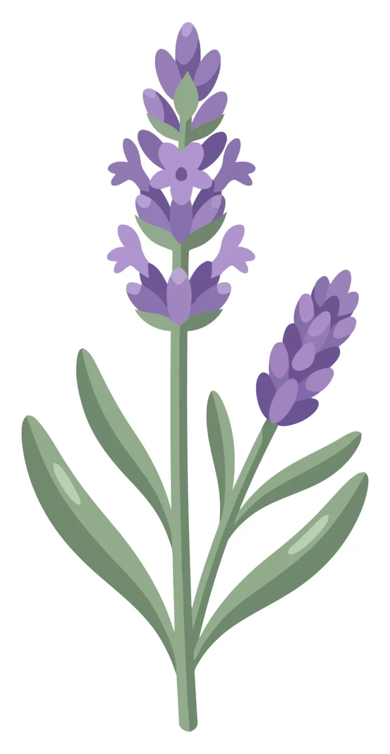 lavender flower stem vector illustration