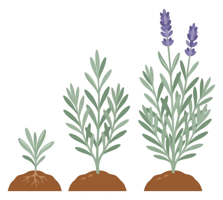 lavender plant growth stages from seedling to flowering in soil isolated on white background