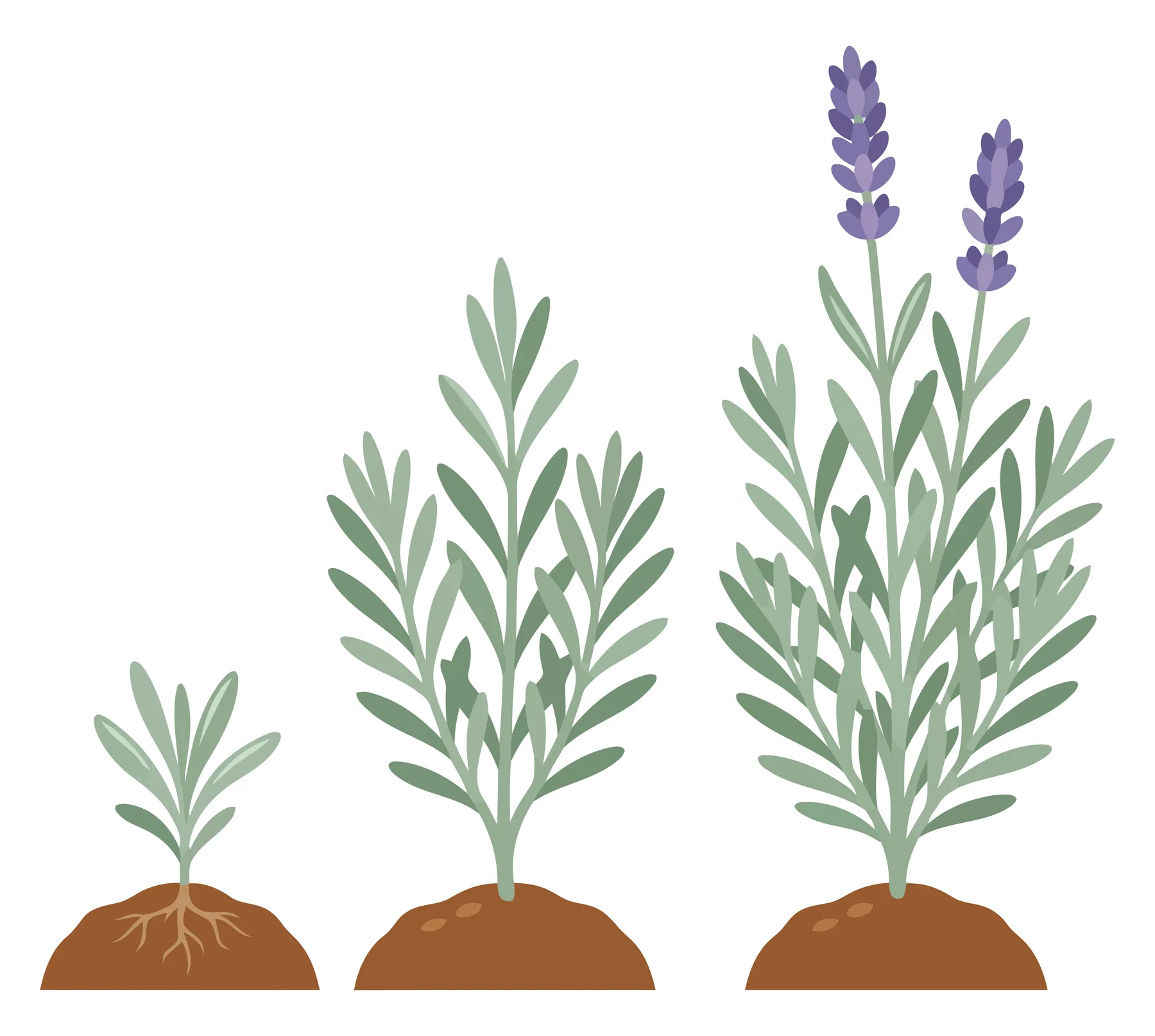 lavender plant growth stages from seedling to flowering in soil isolated on white background