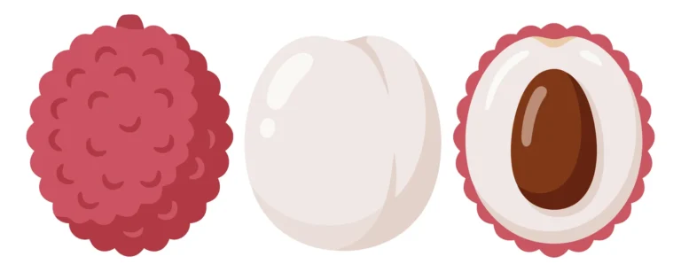 lychee fruit whole, peeled flesh, and cut in half with seed vector illustration isolated on white background