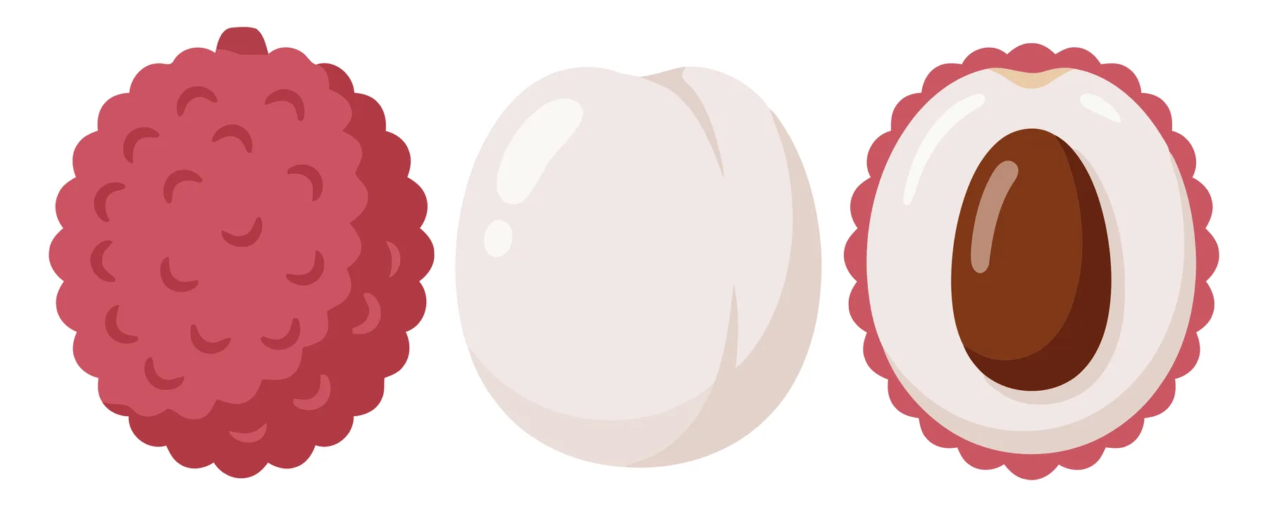 lychee fruit whole, peeled flesh, and cut in half with seed vector illustration isolated on white background