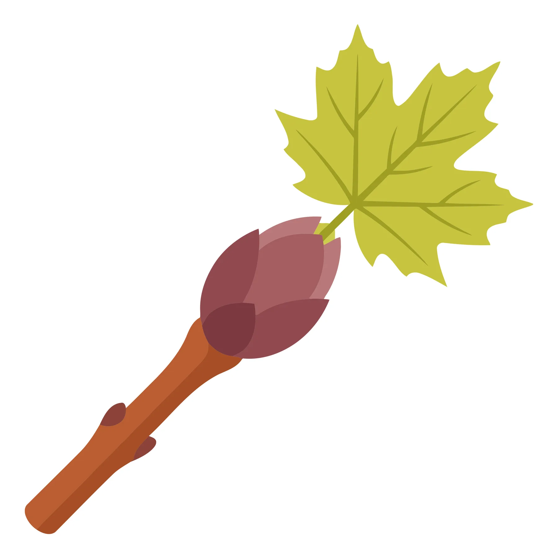 maple tree branch with a bud and a young green leaf, isolated on white background