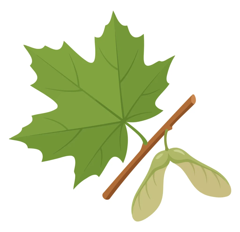 Maple Tree Branch With Green Leaf And Winged Seeds Samaras, Isolated On White Background maple tree branch with green leaf and winged seeds samaras, isolated on white background