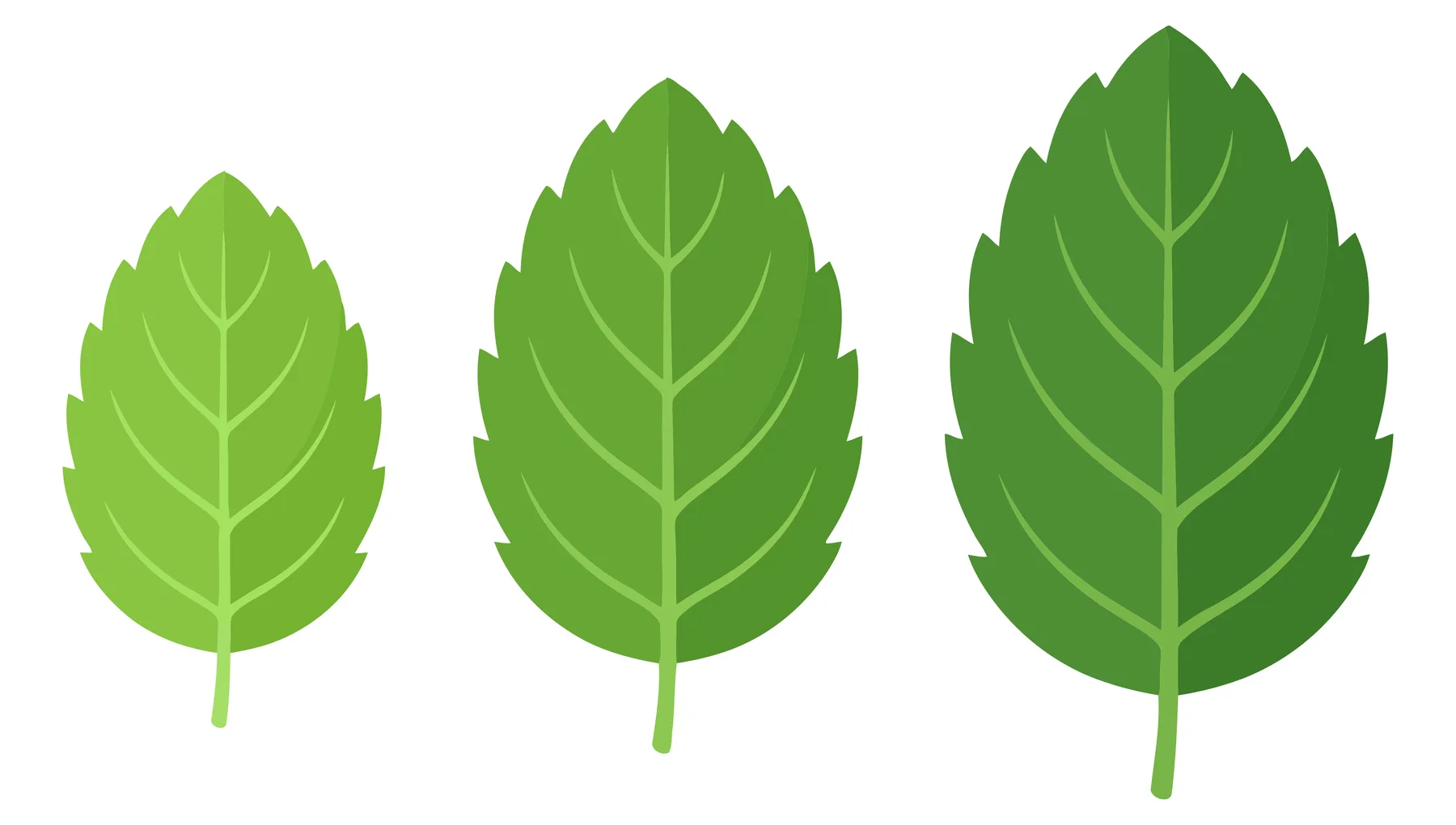 mint leaves in various sizes set with serrated edges vector design
