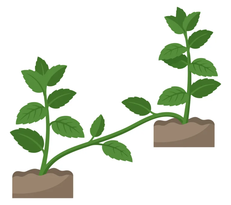 mint plant growing from one patch of dirt to another via runner stem isolated on white background