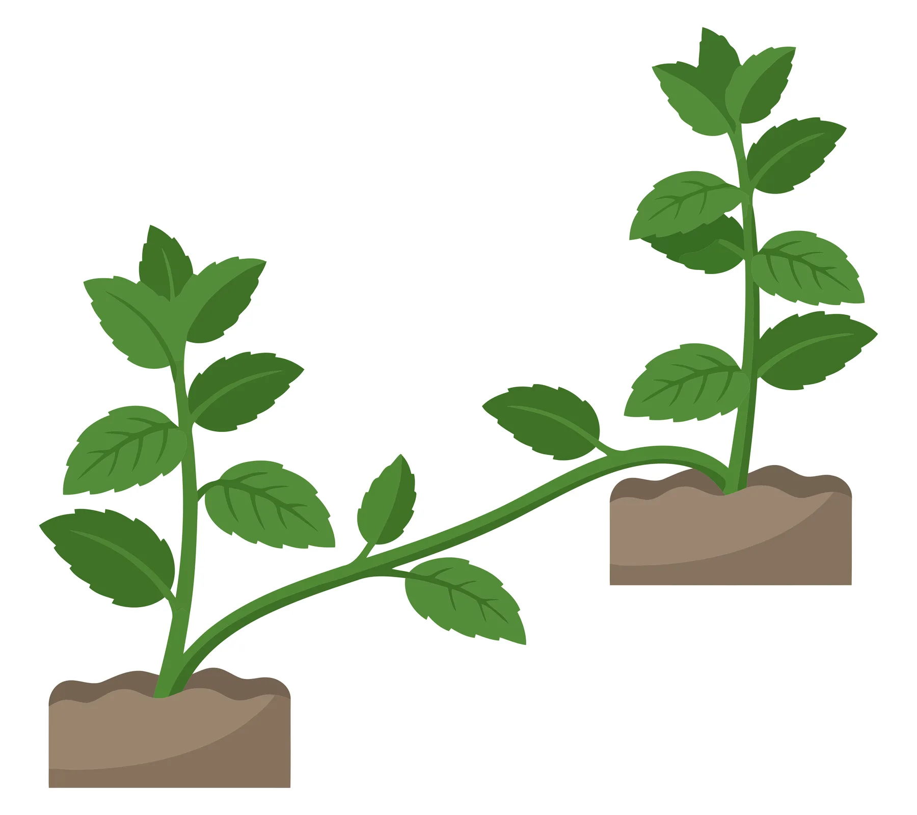 mint plant growing from one patch of dirt to another via runner stem isolated on white background