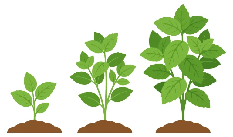 mint plant growth stages from seedling to mature herb illustration