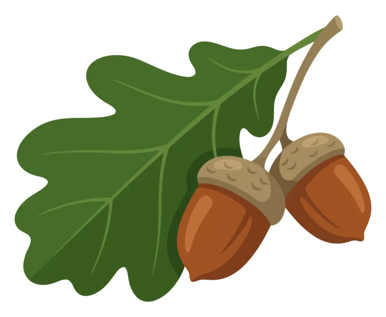 oak branch with green leaf and acorns isolated on white background
