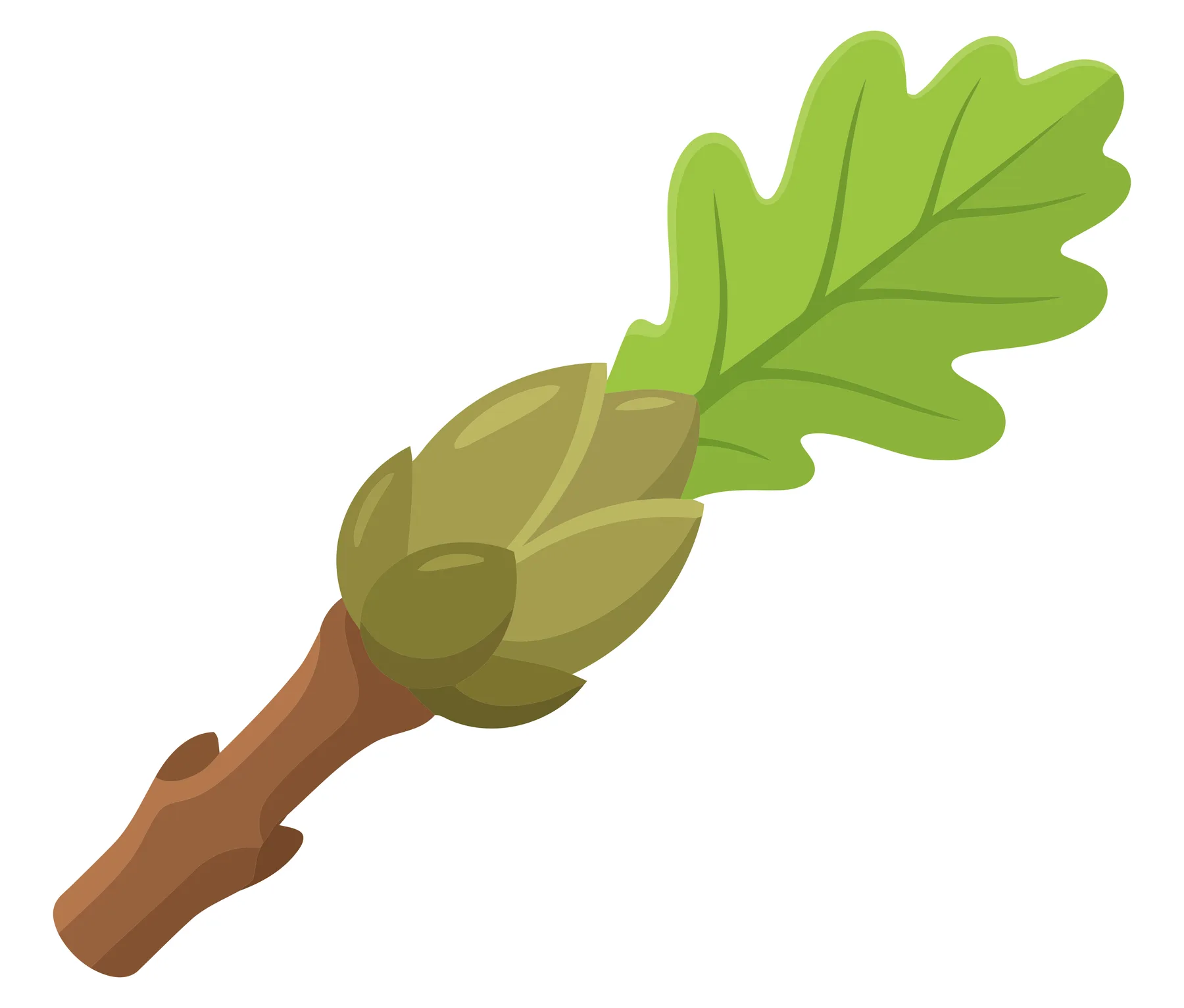oak branch with green leaf and buds isolated on white background