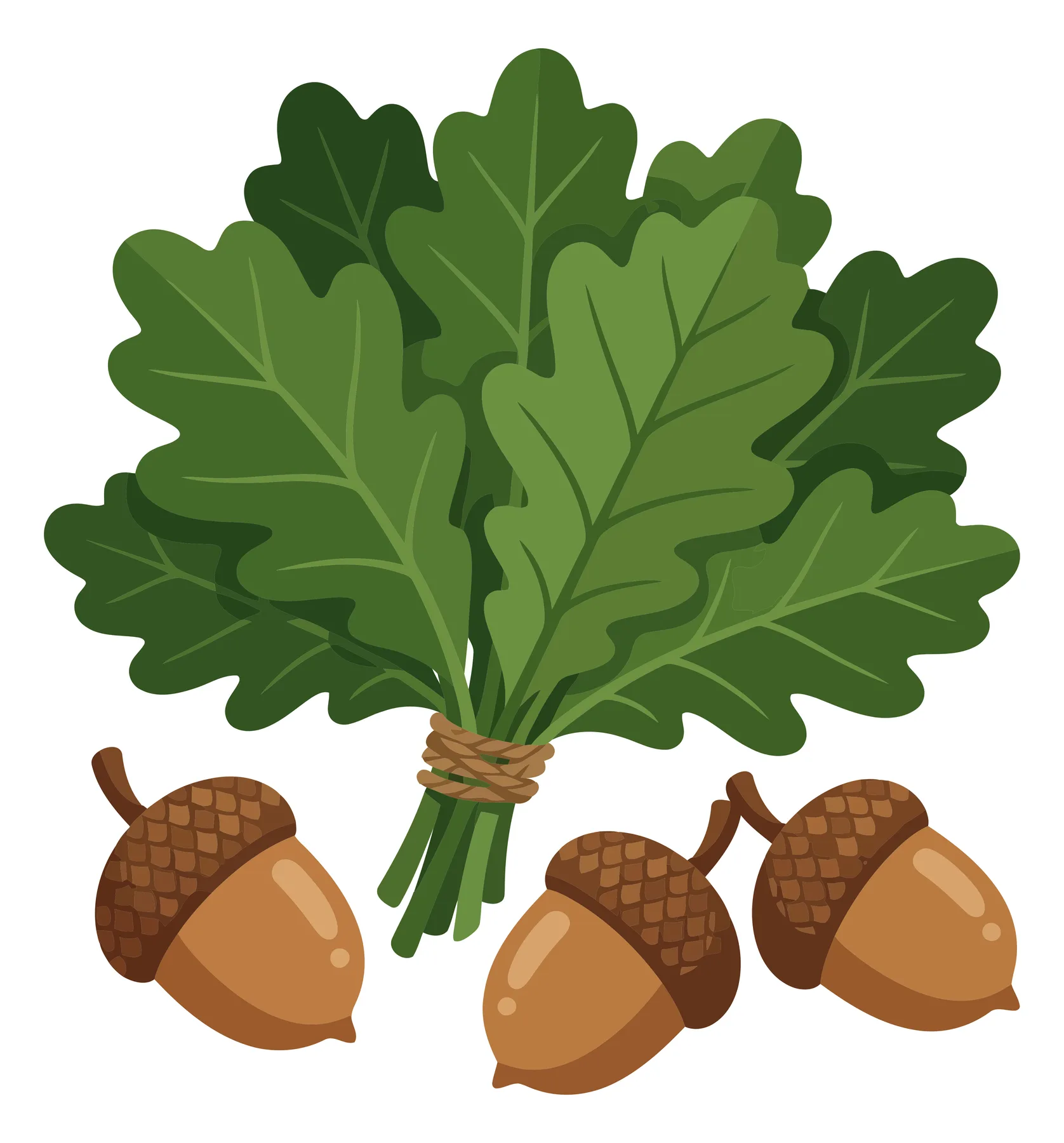 oak leaves bouquet and acorns vector illustration