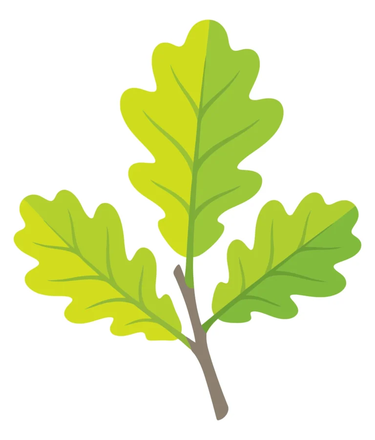 oak leaves branch isolated on white background