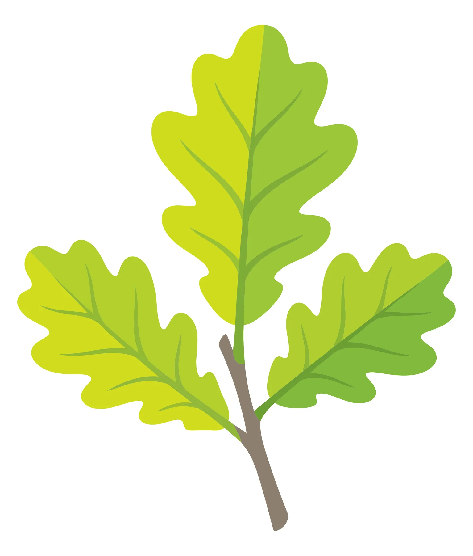 oak leaves branch isolated on white background