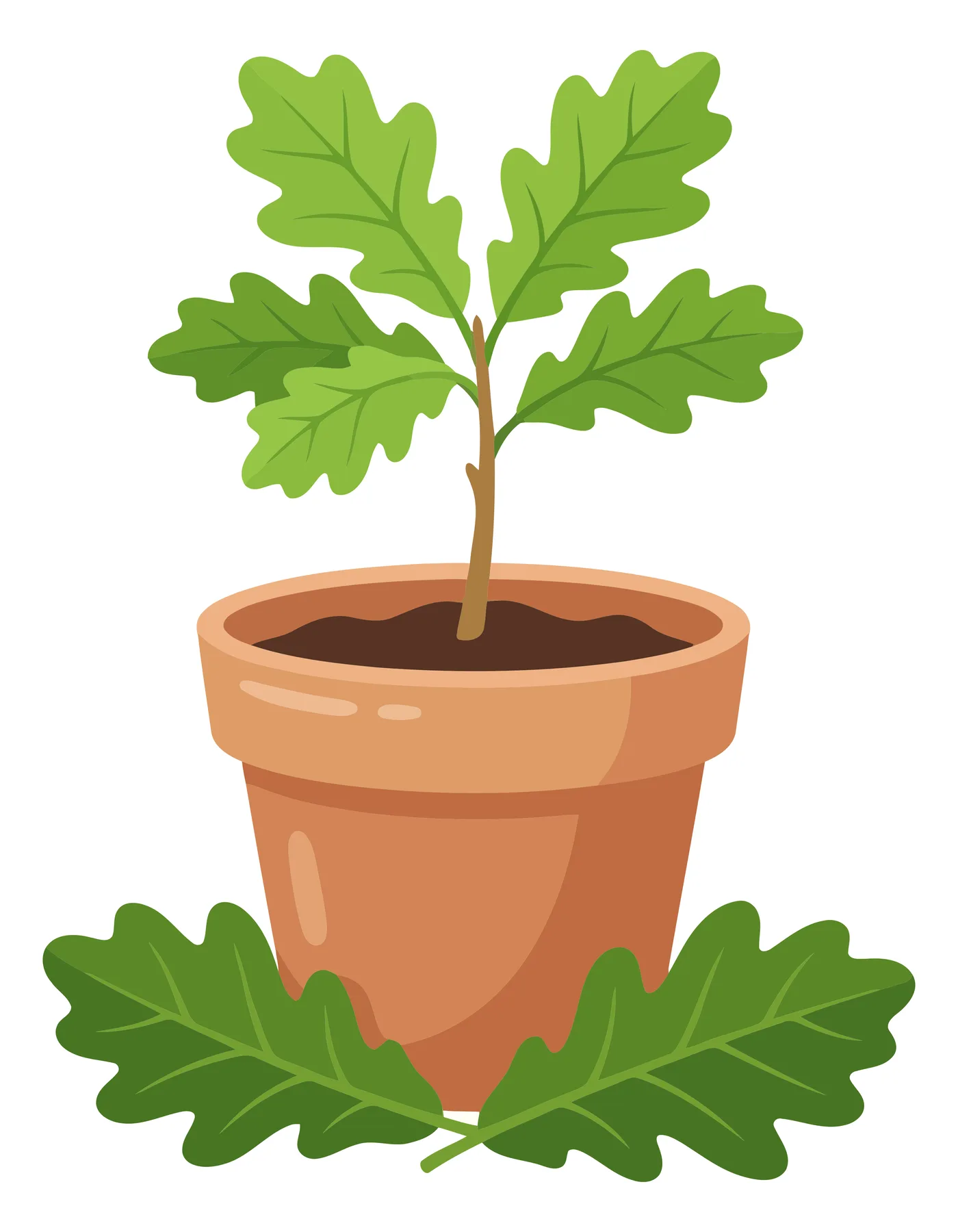 oak sapling in a terracotta pot vector illustration