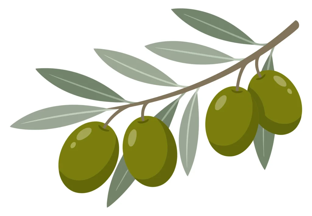 olive branch with olives and leaves isolated on white background