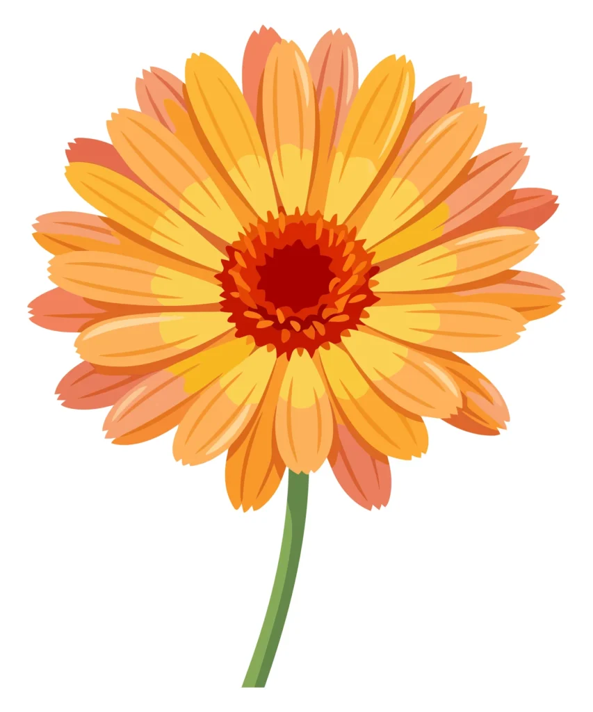 orange gerbera daisy flower