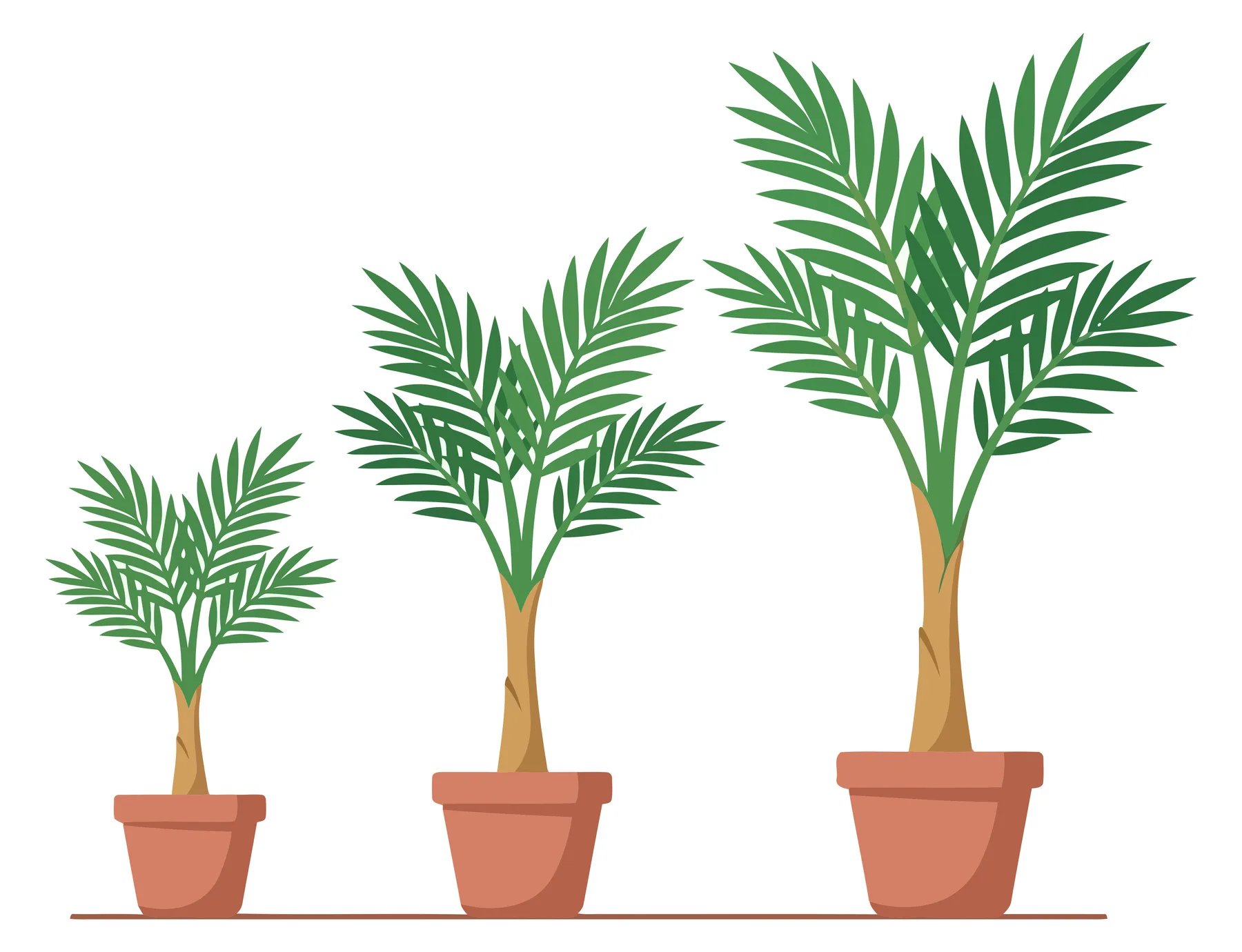 palm tree growth stages in pots isolated on white background