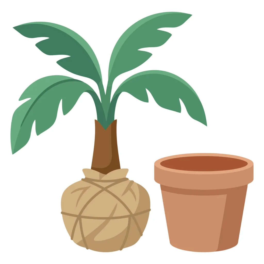 palm tree in burlap root ball with empty flower pot isolated on white background