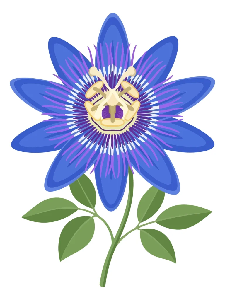 passion flower illustration
